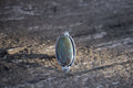 Sagebrush Serenede Ring