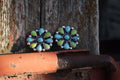 Heatwave Honey Earrings